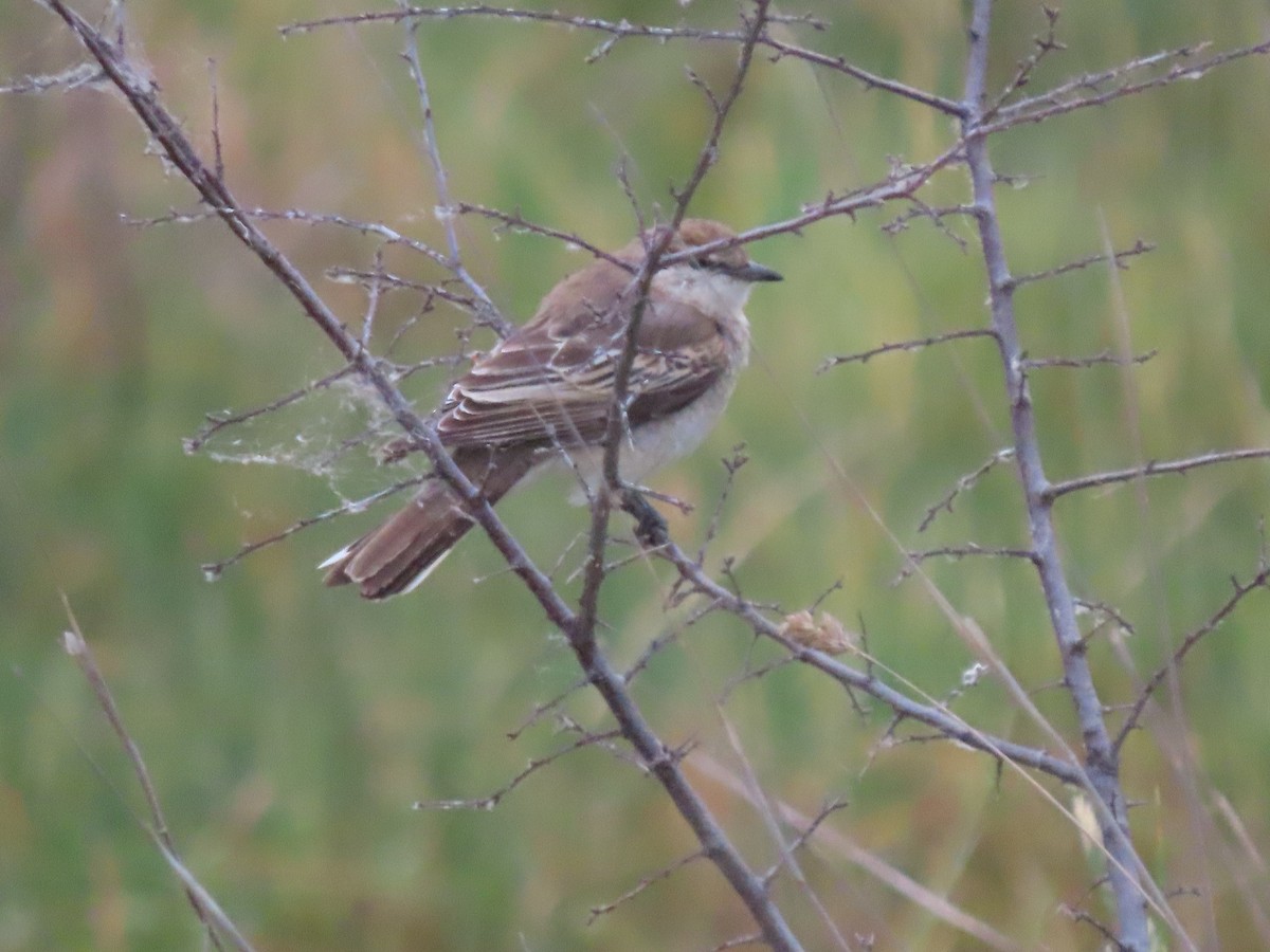 White-winged Triller - ML645639050