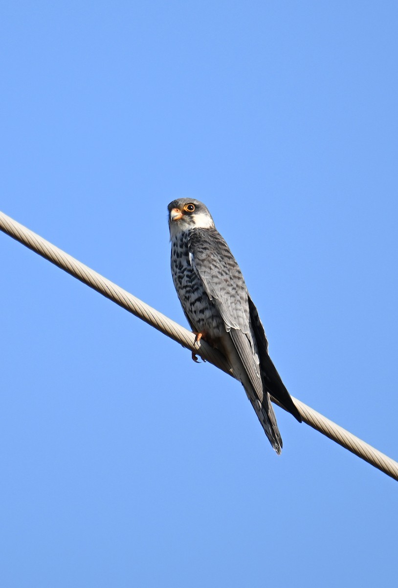 Amur Falcon - ML645639055