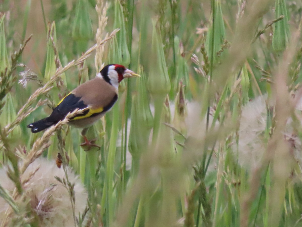 European Goldfinch - ML645639061