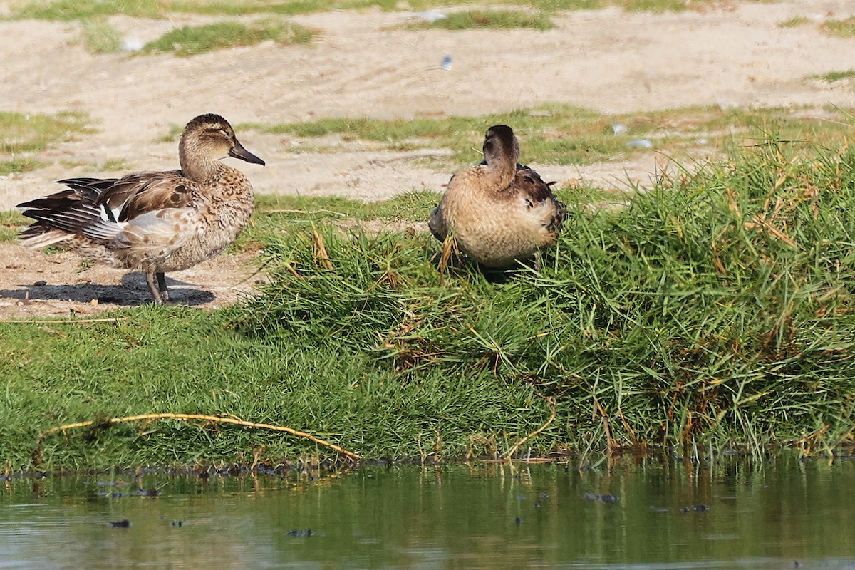 Garganey - ML645639062
