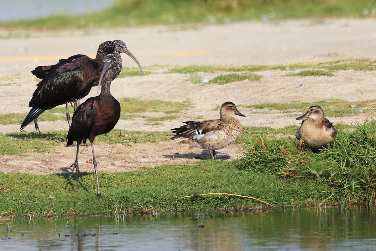 Garganey - ML645639065