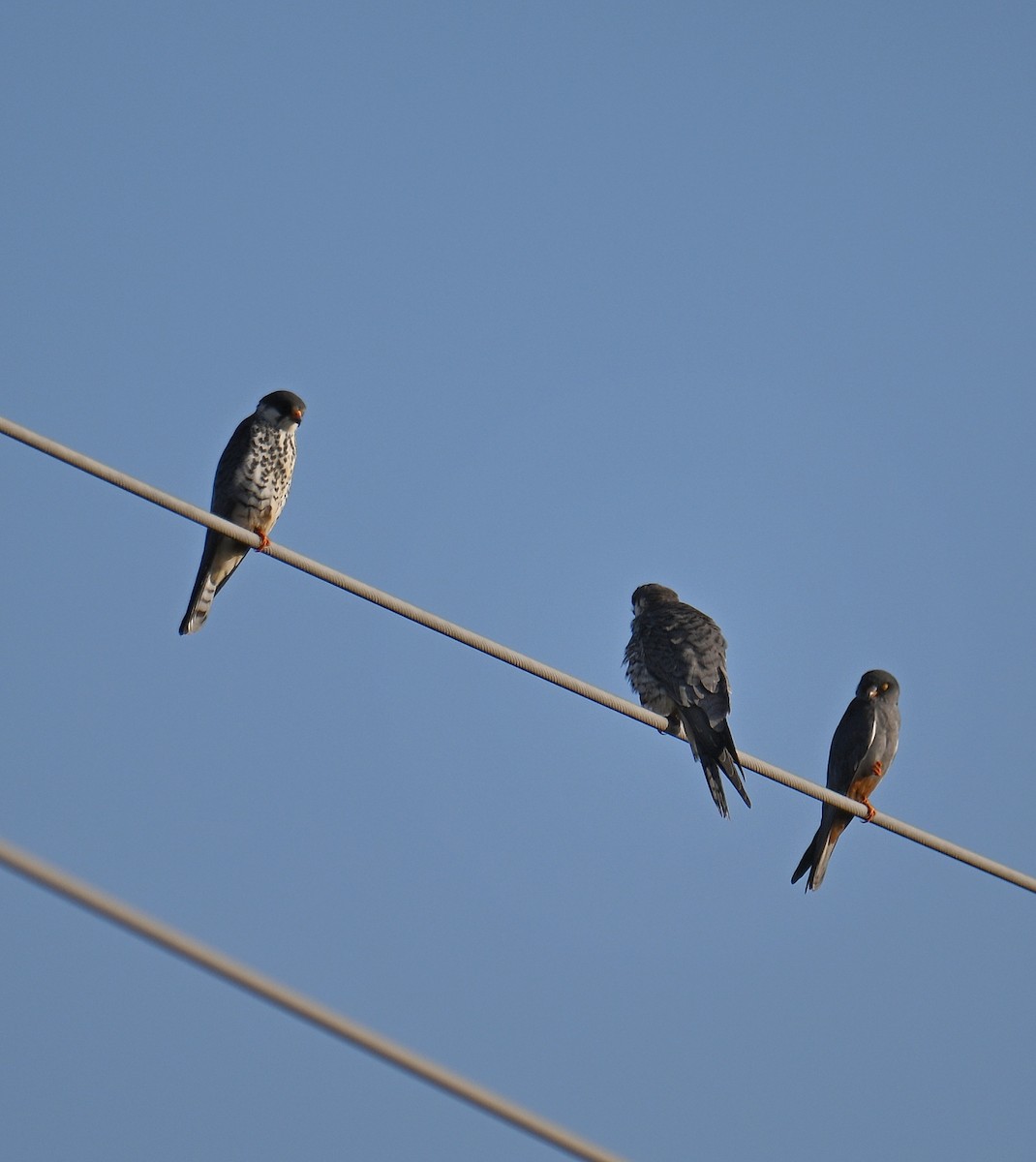 Amur Falcon - ML645639068