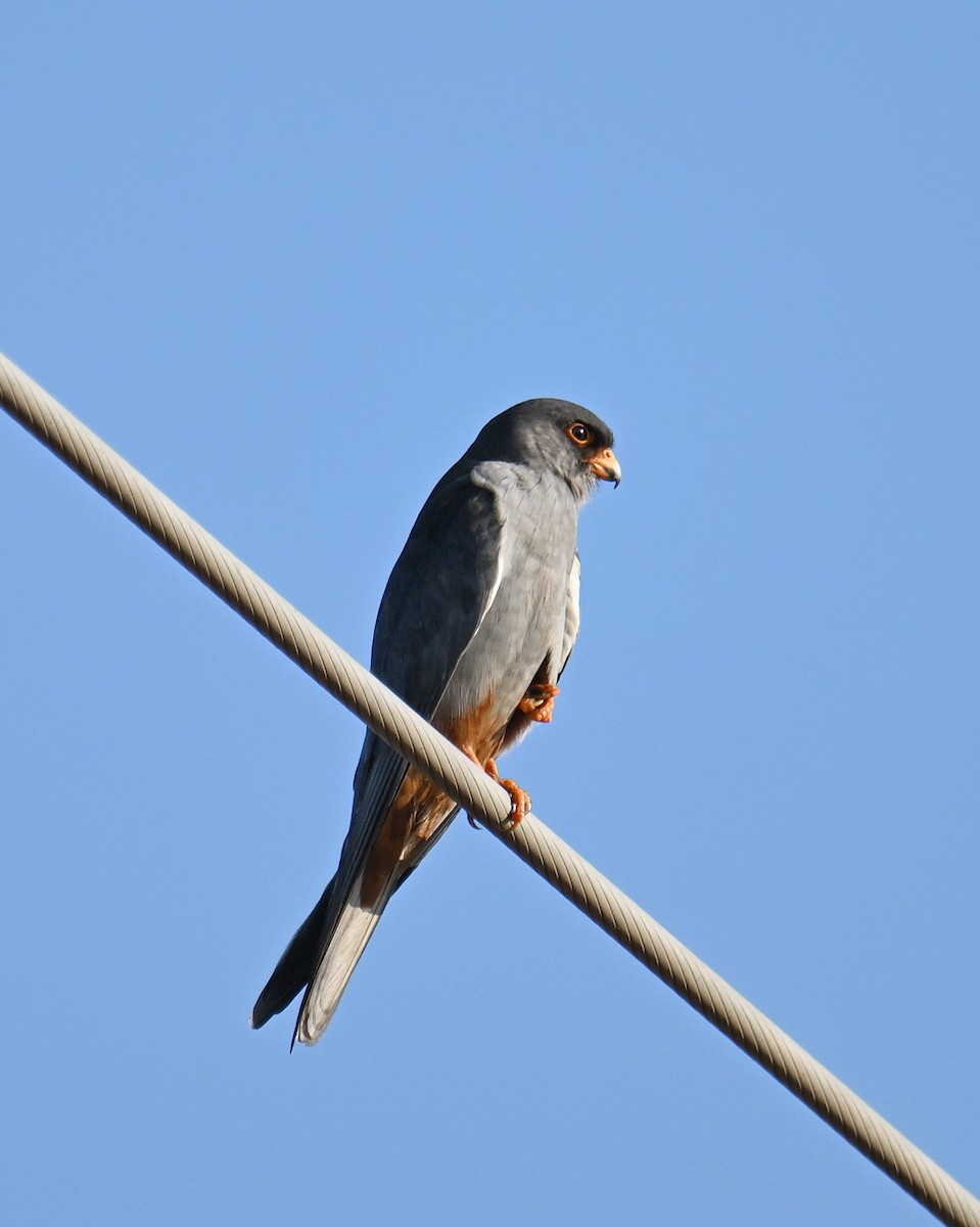 Amur Falcon - ML645639069