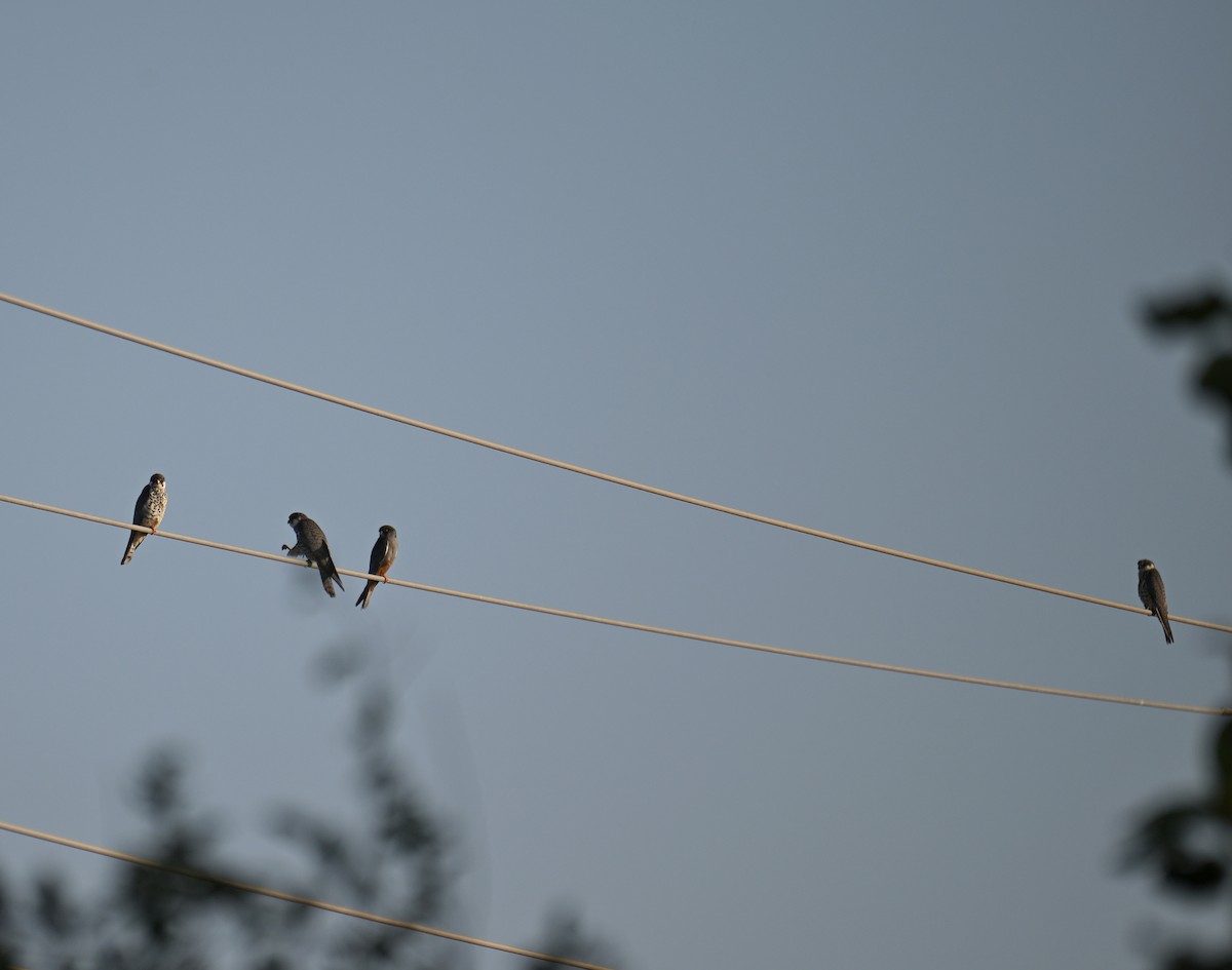 Amur Falcon - ML645639070