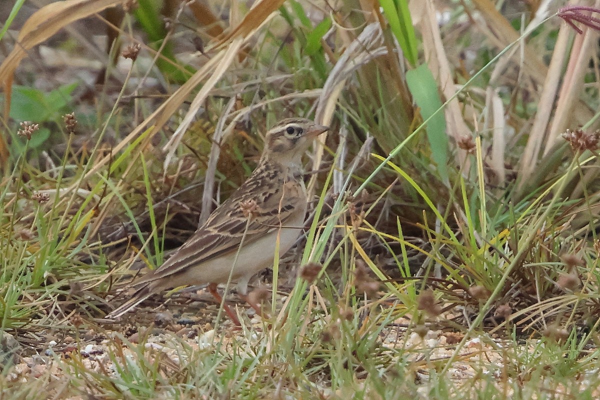 Mongolian Short-toed Lark - ML645639083