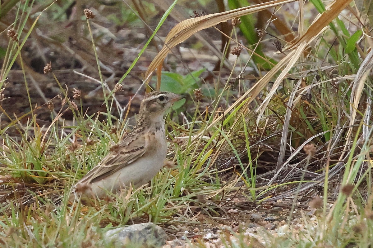 Mongolian Short-toed Lark - ML645639084