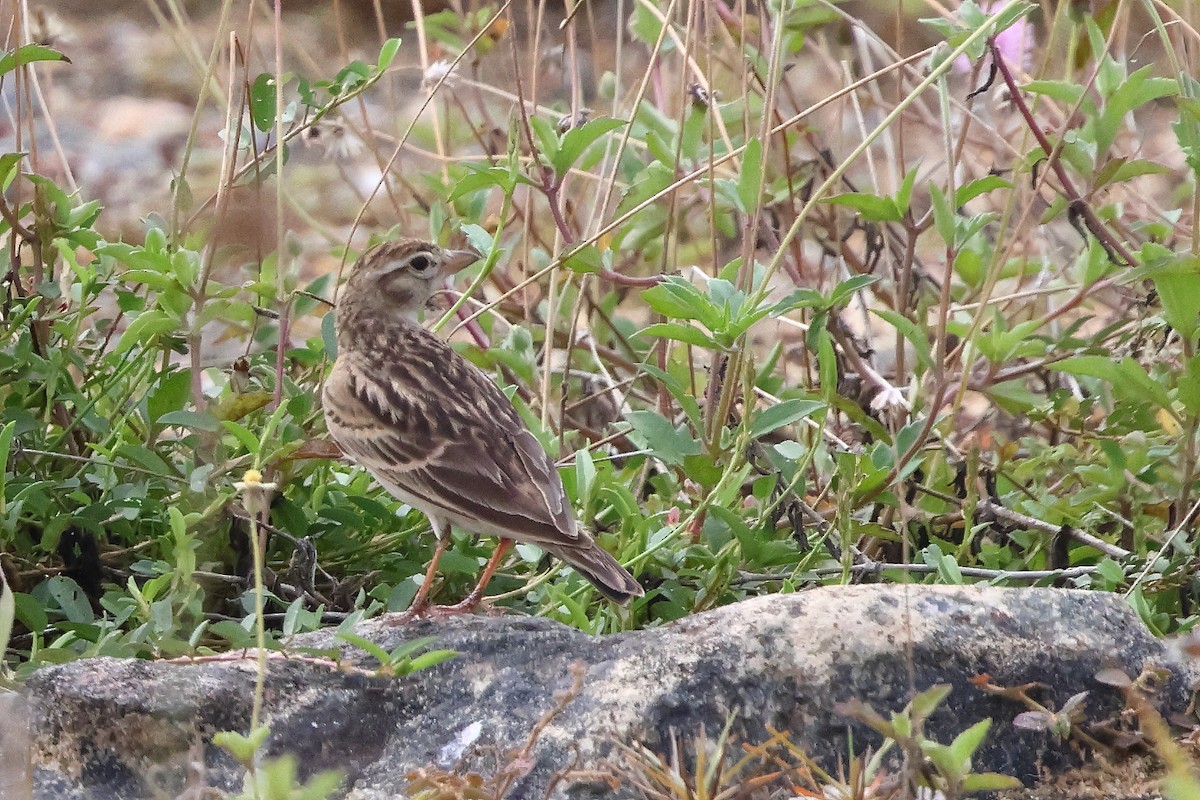 Mongolian Short-toed Lark - ML645639085