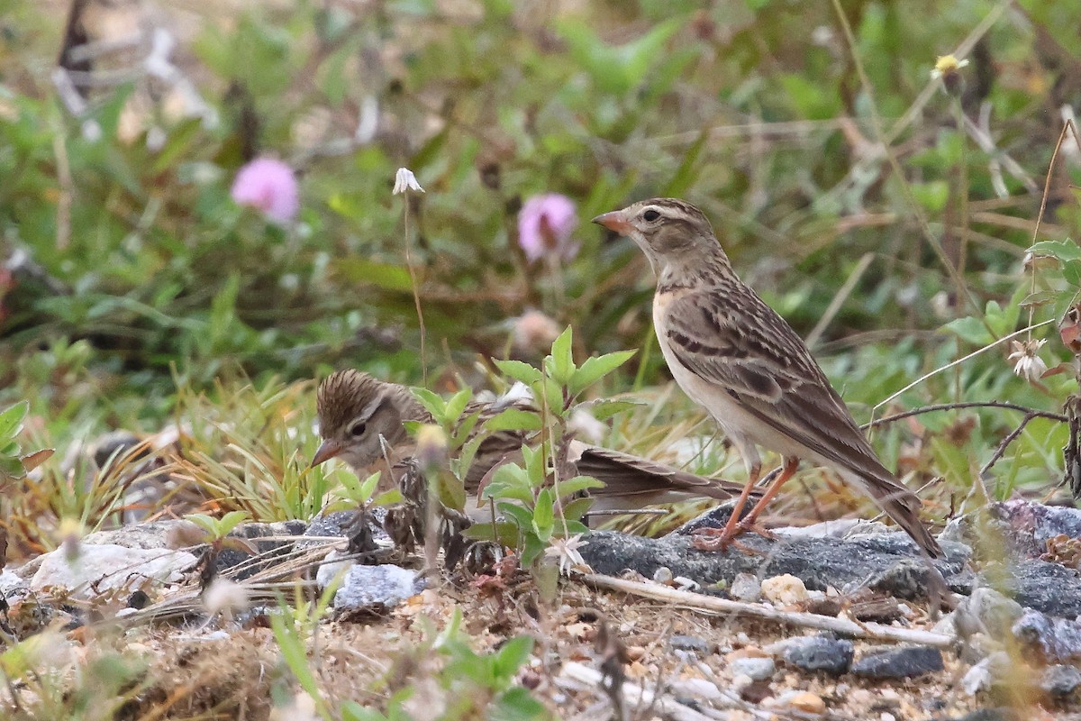 Mongolian Short-toed Lark - ML645639086