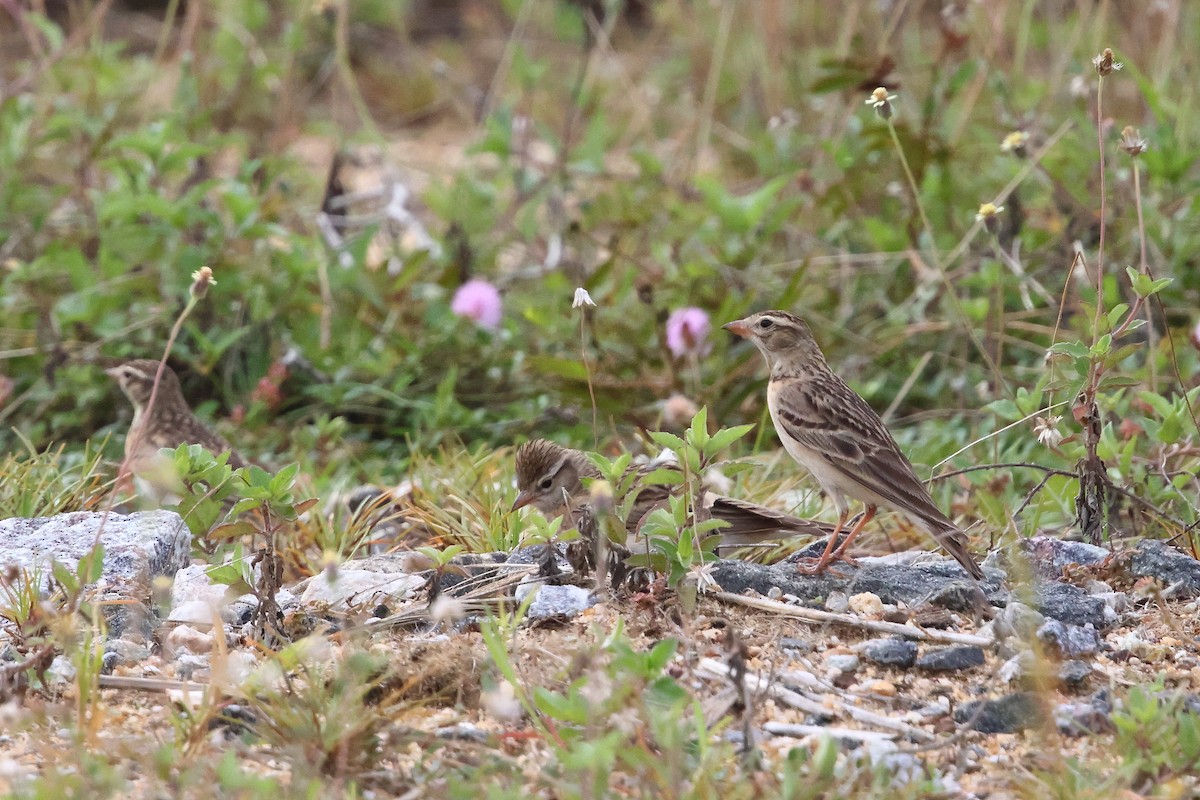 Mongolian Short-toed Lark - ML645639087