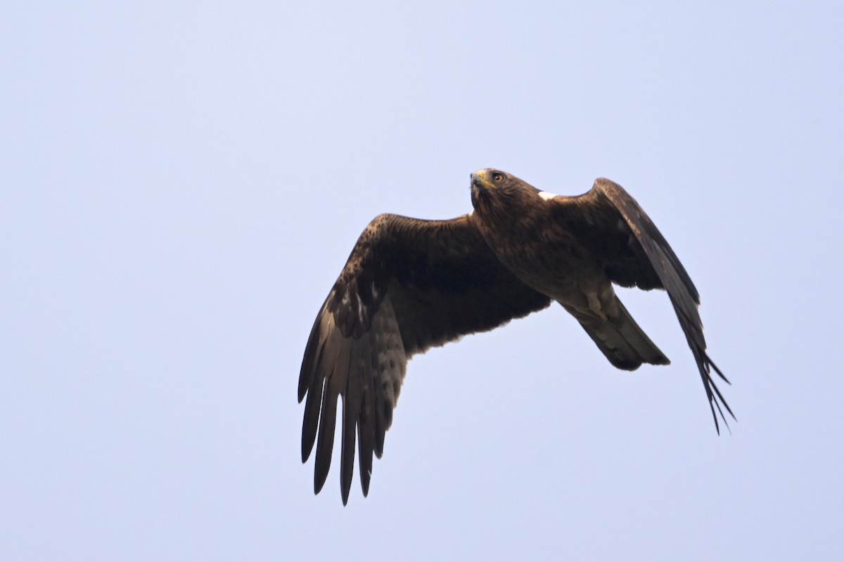 Booted Eagle - ML645639093