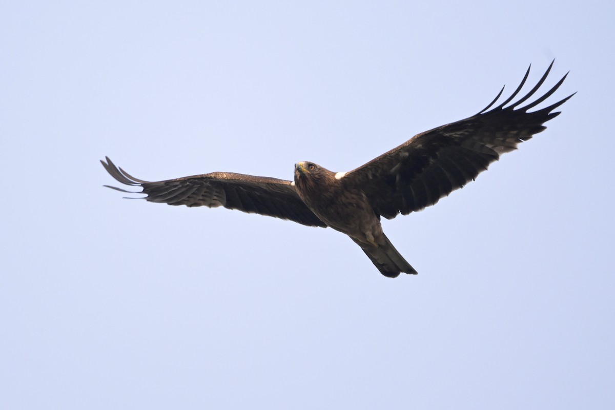 Booted Eagle - ML645639095