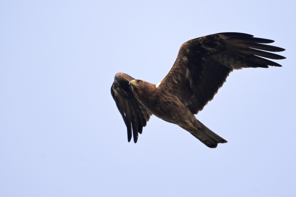 Booted Eagle - ML645639096