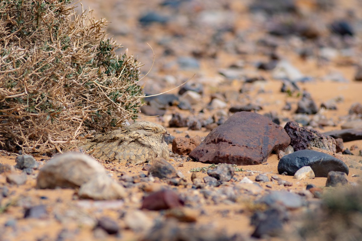 Egyptian Nightjar - ML645639097