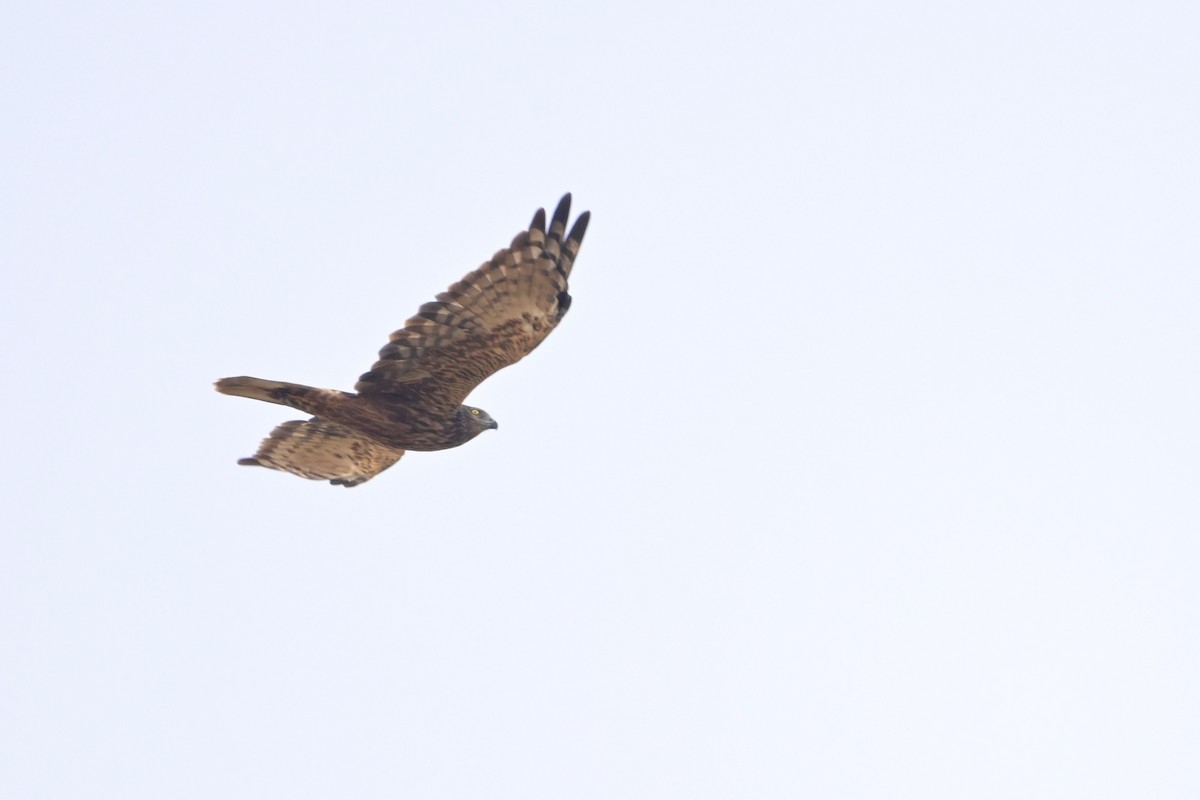 moták východní - ML645639102