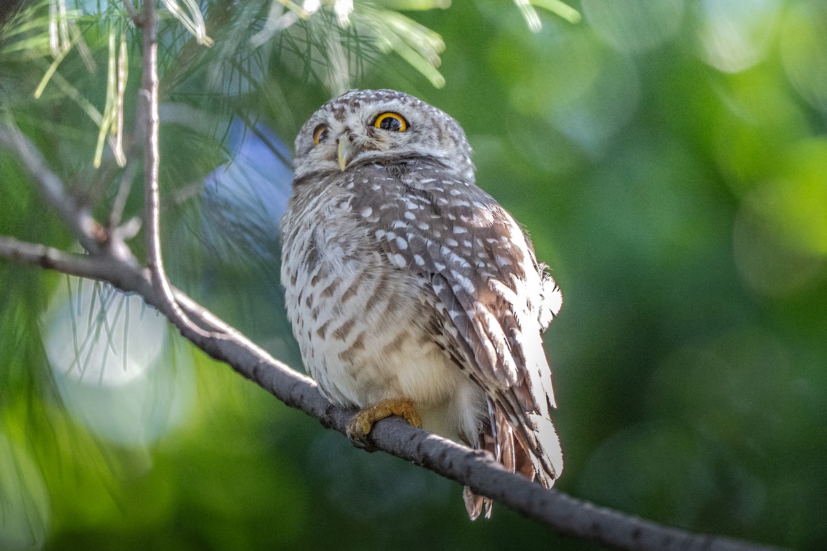 sýček brahmínský - ML645639103