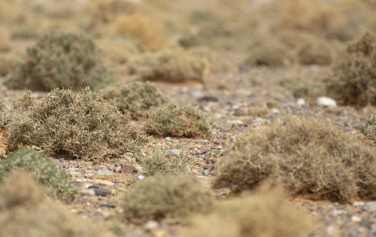 Egyptian Nightjar - ML645639104