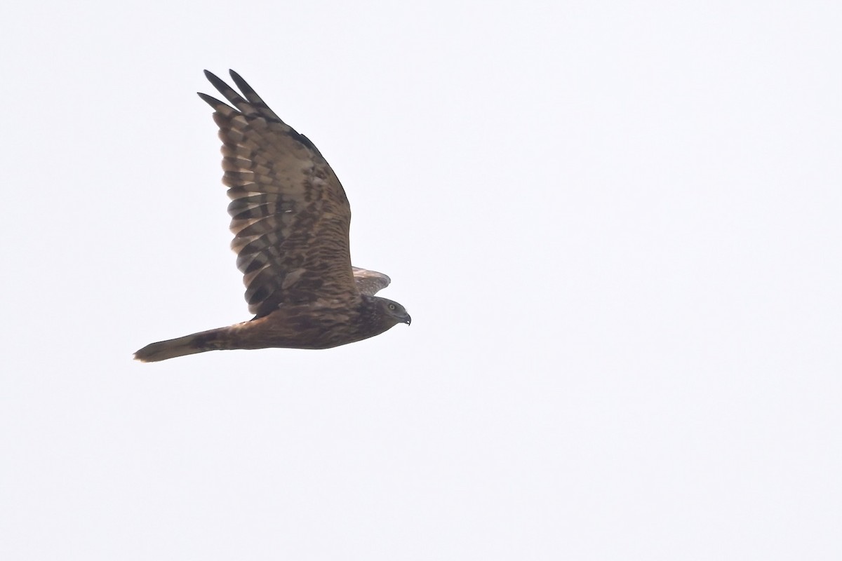 moták východní - ML645639106