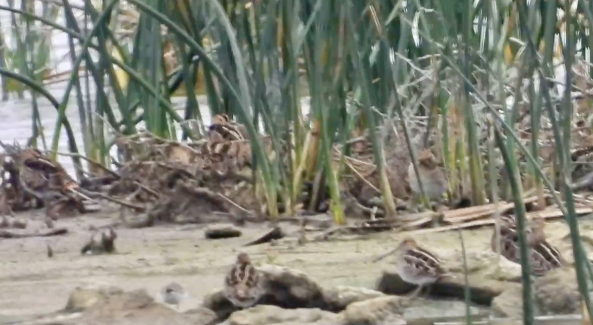 Wilson's Snipe - ML645639107