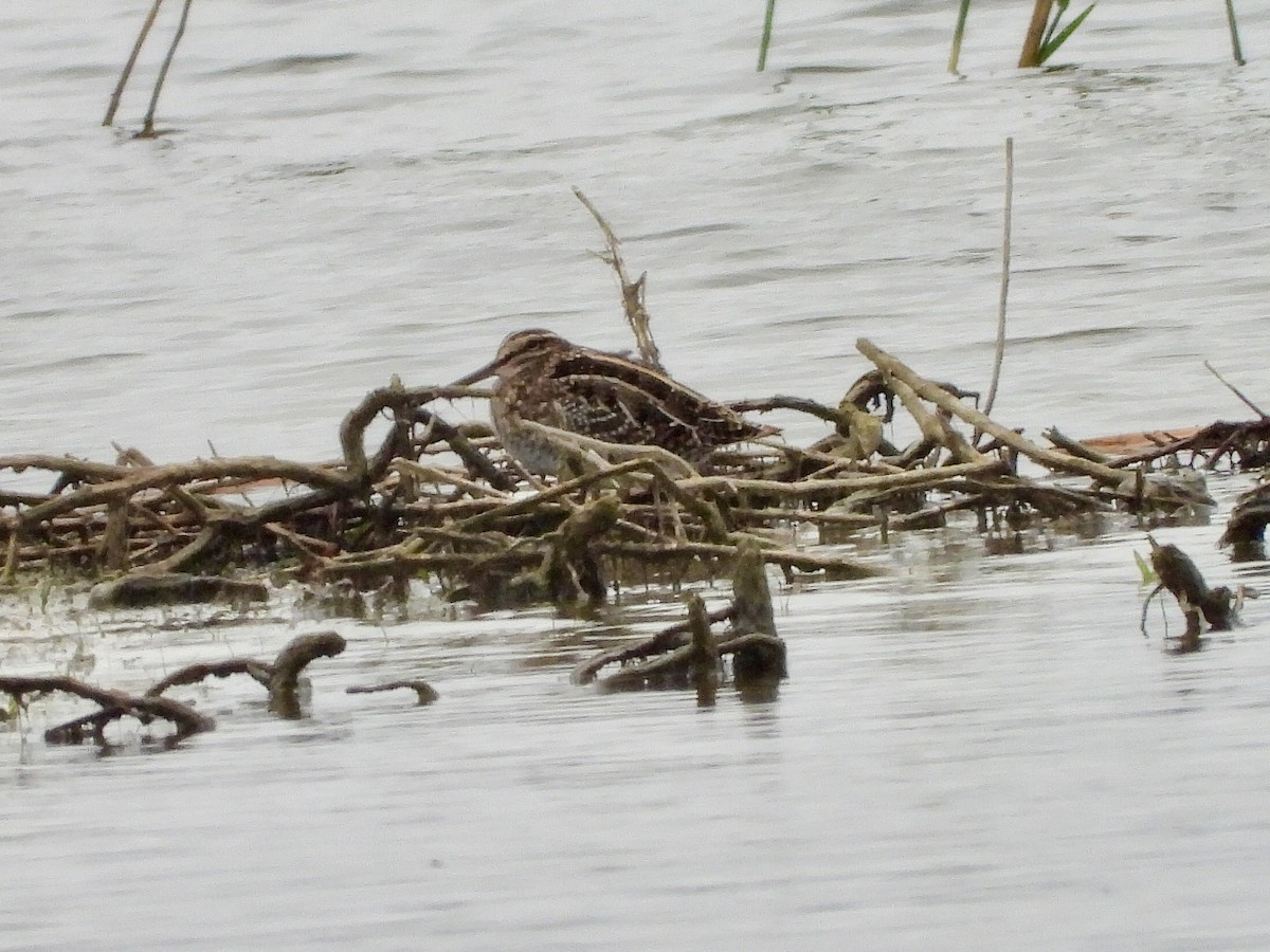 Wilson's Snipe - ML645639108