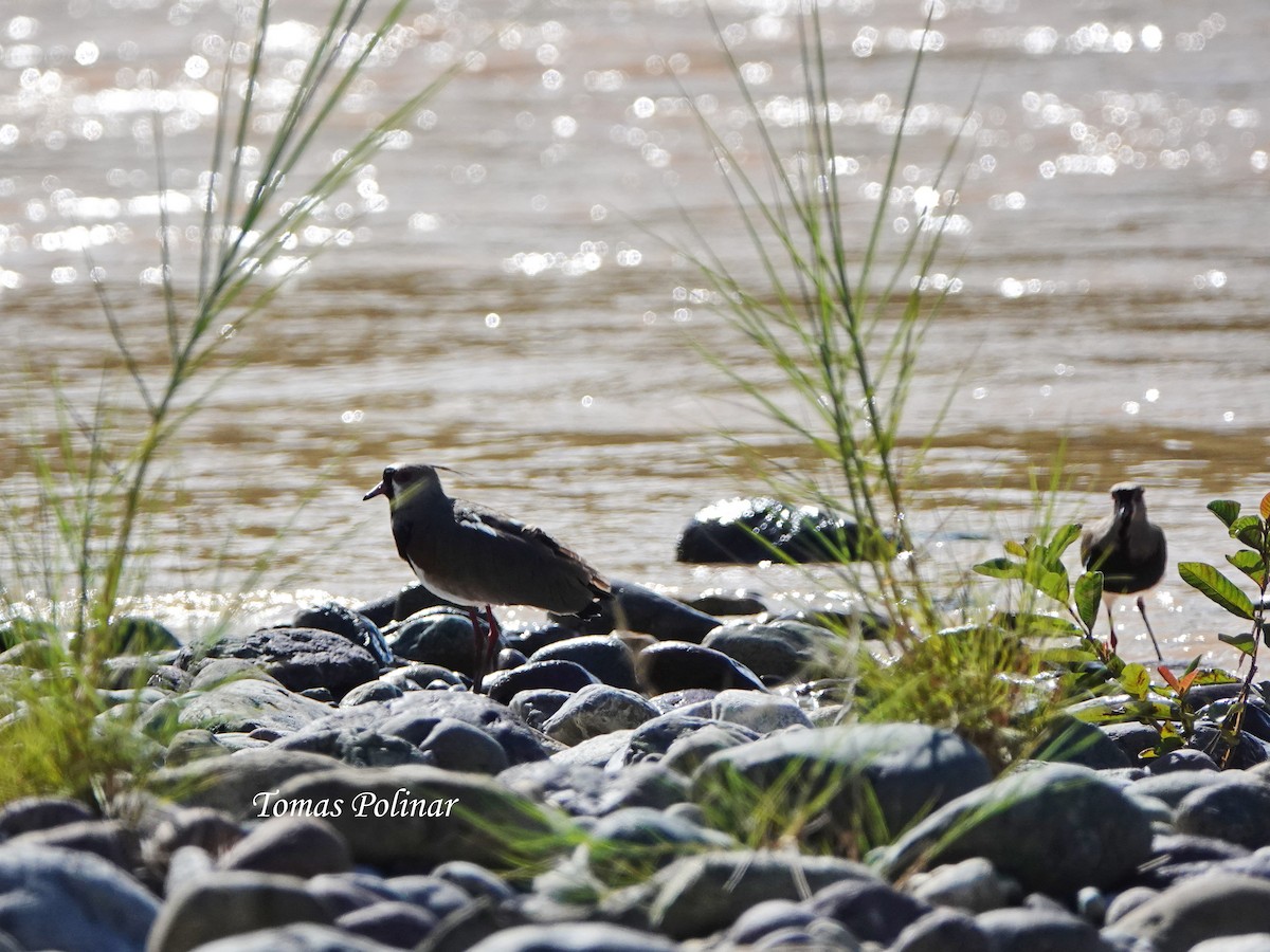 Southern Lapwing - ML645639114