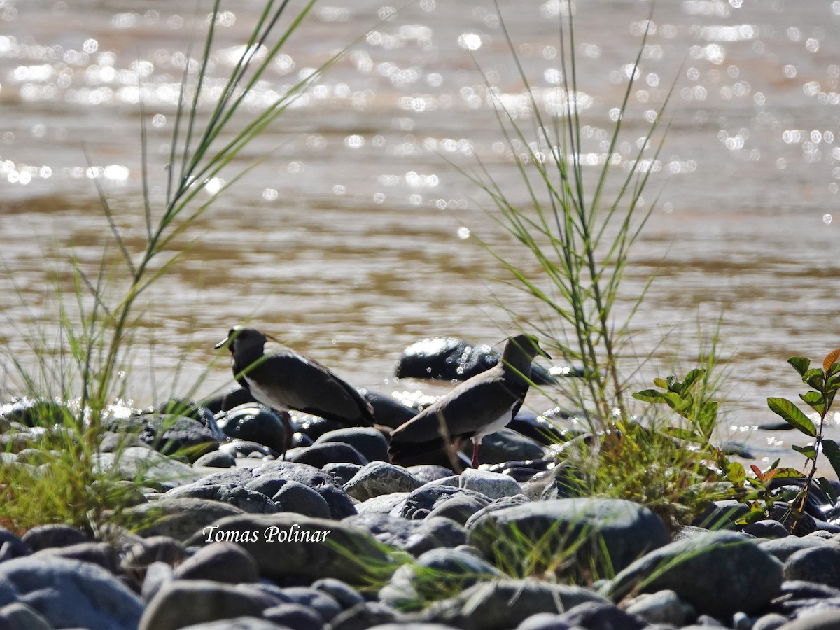Southern Lapwing - ML645639116