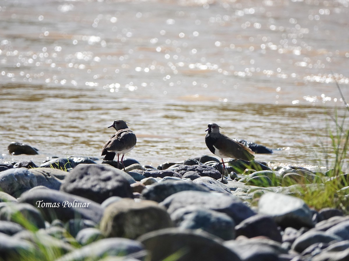 Southern Lapwing - ML645639117