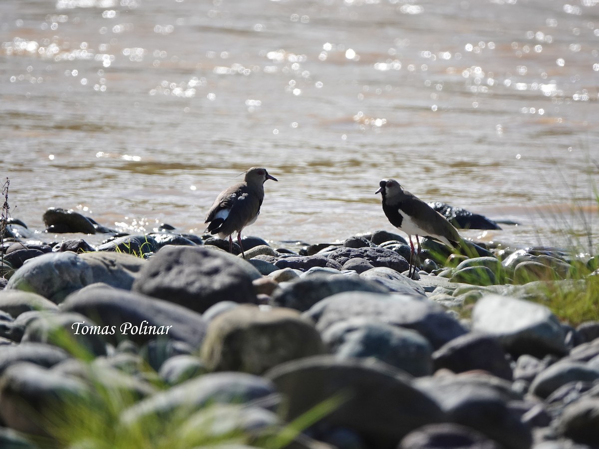 Southern Lapwing - ML645639118