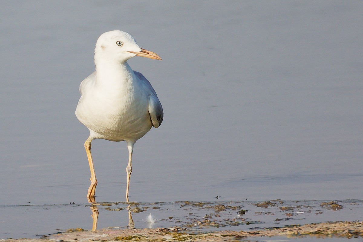Slender-billed Gull - ML645639131