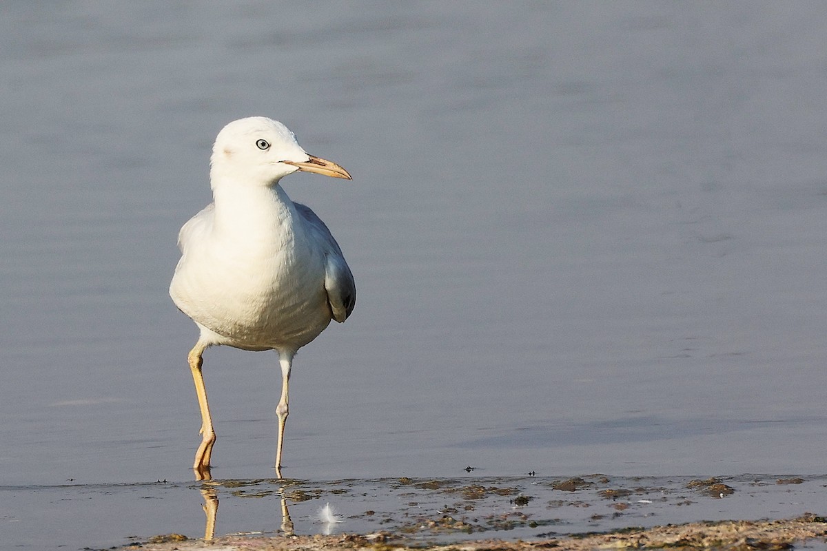 Slender-billed Gull - ML645639132