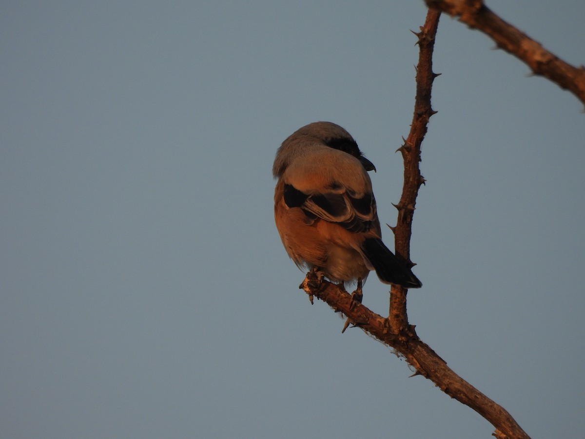 Bay-backed Shrike - ML645639159