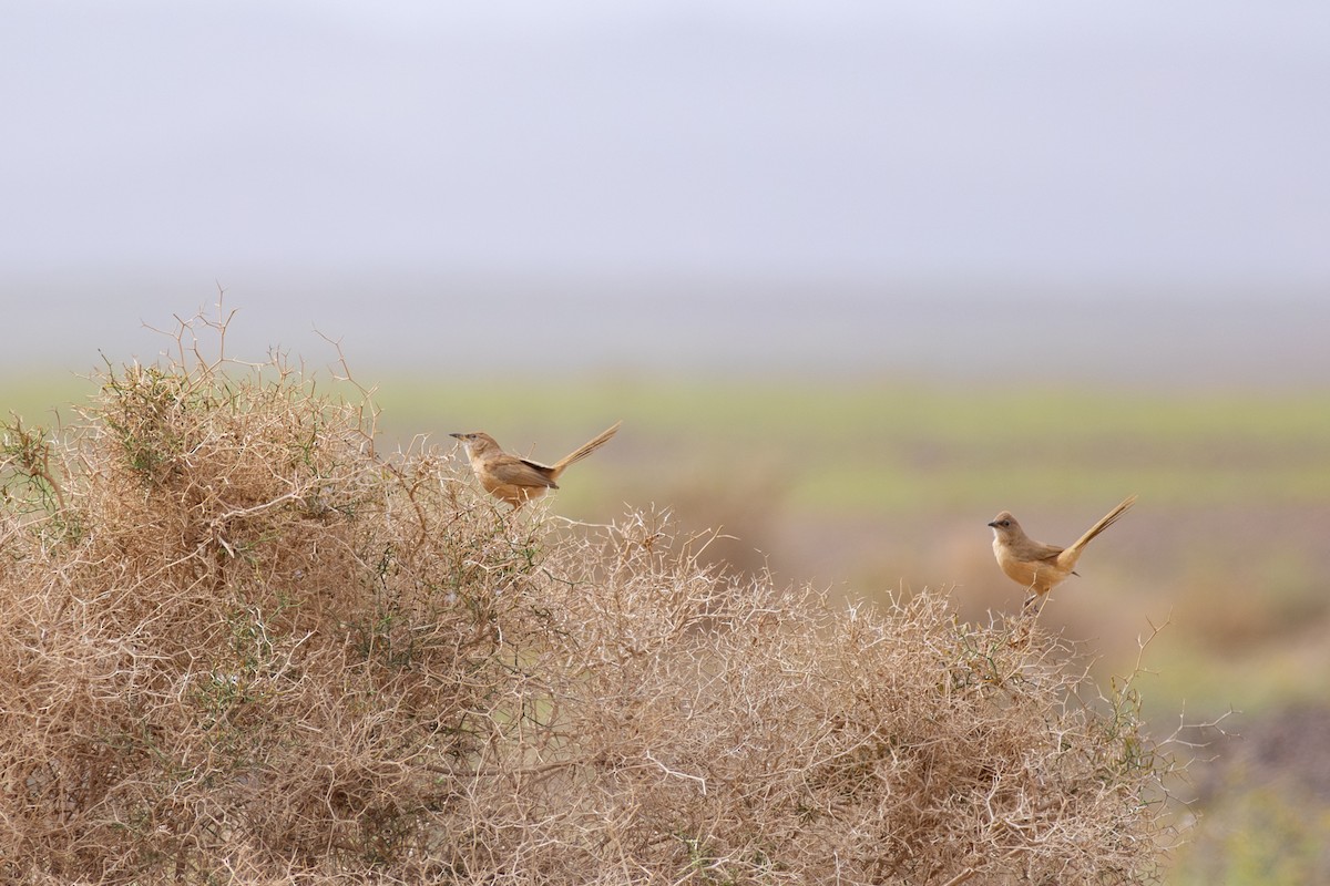 Fulvous Chatterer - ML645639163