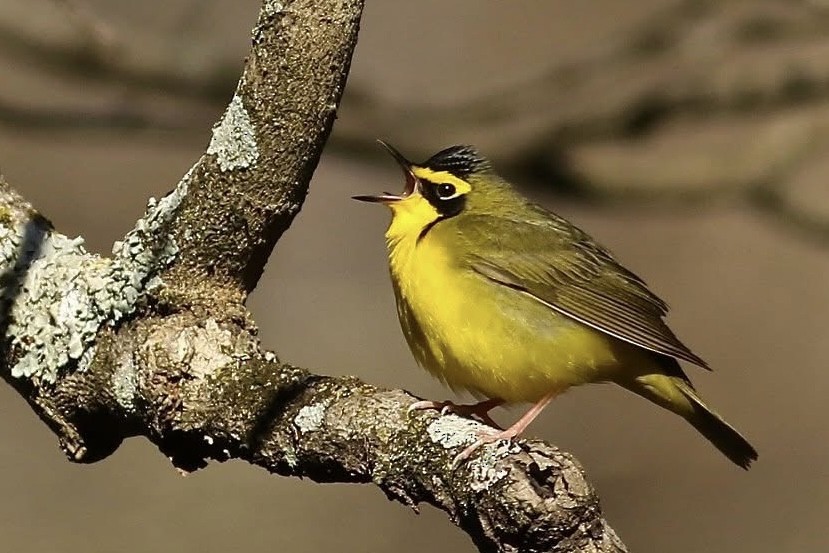 Kentucky Warbler - ML645639176