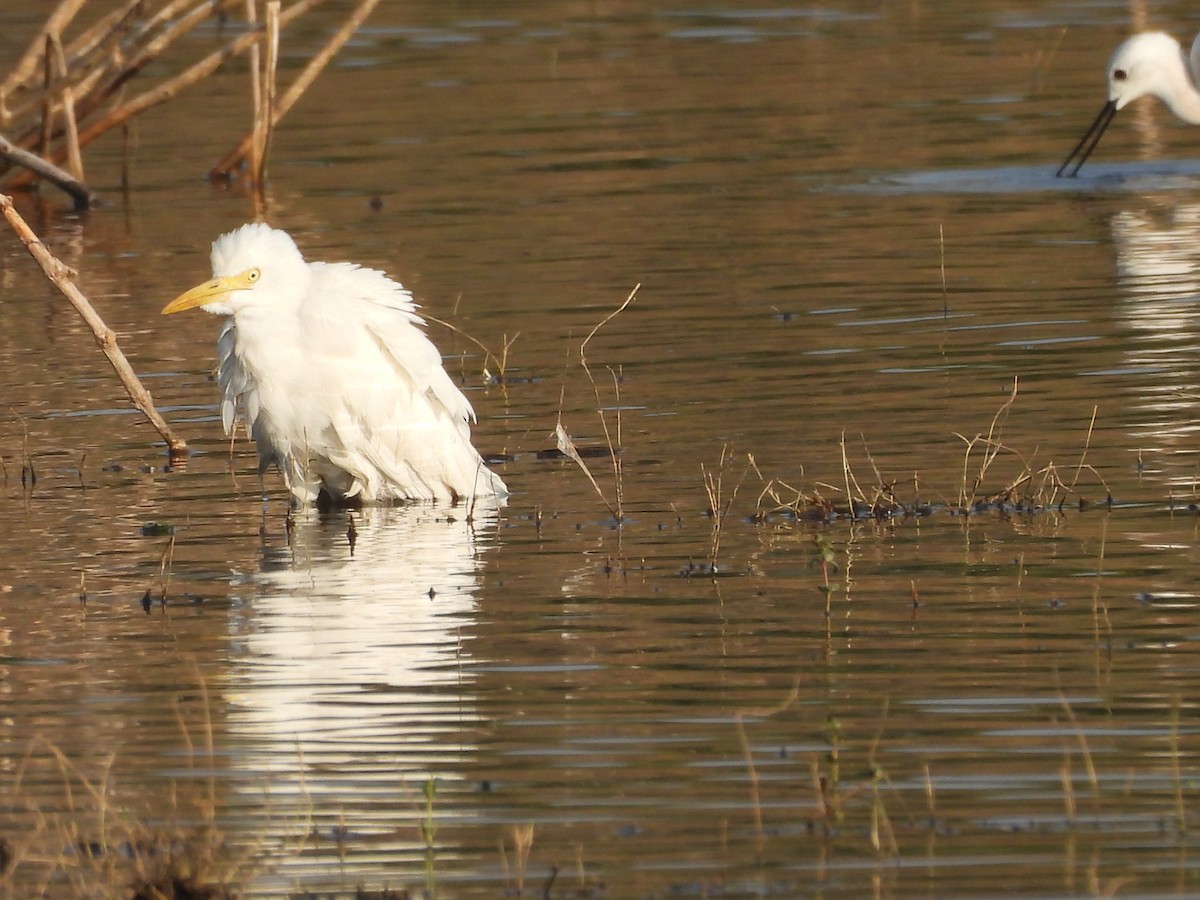黃頭鷺 - ML645639180