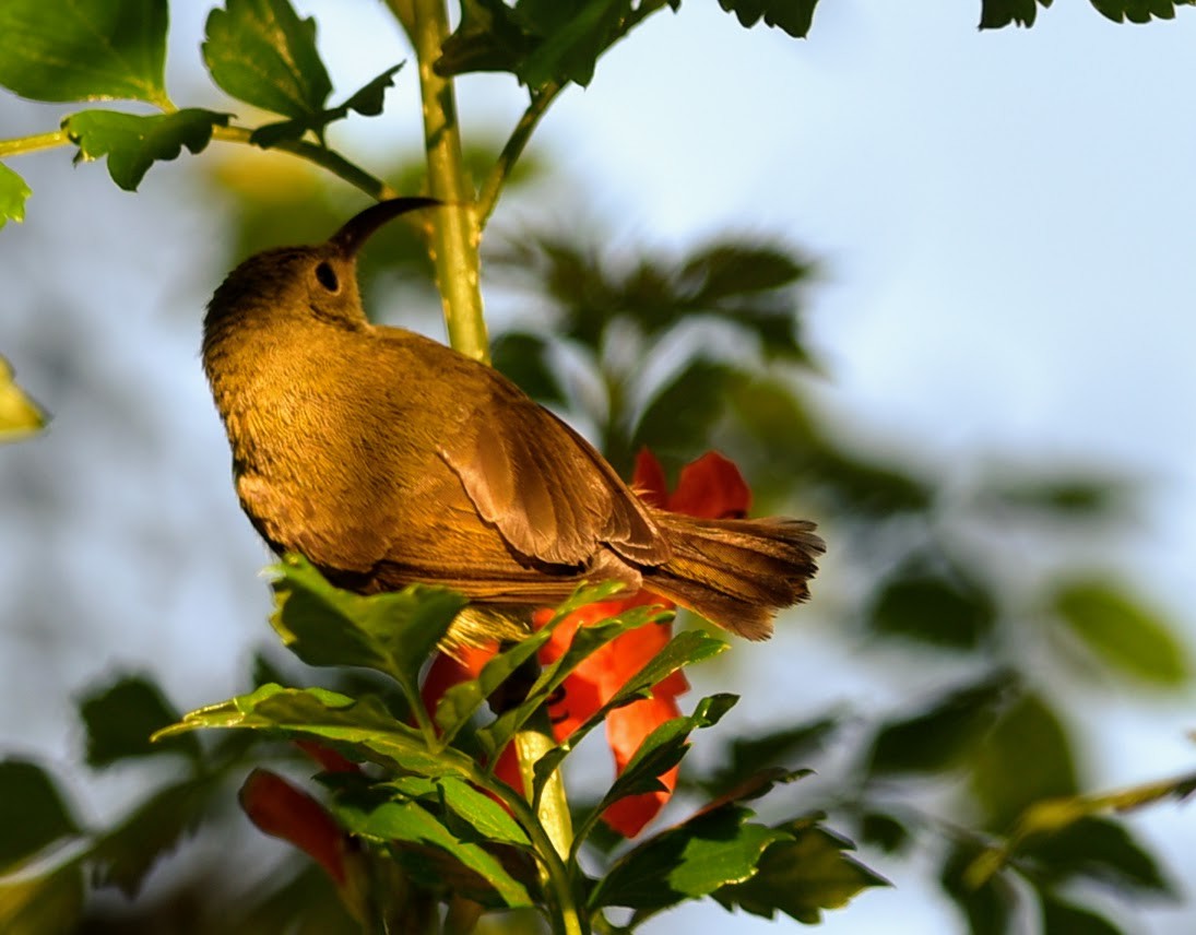 Black-throated Sunbird - ML645639184
