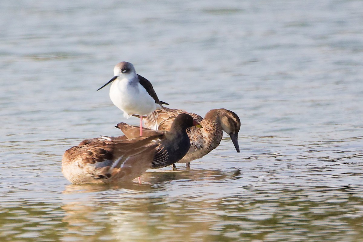 Garganey - ML645639185