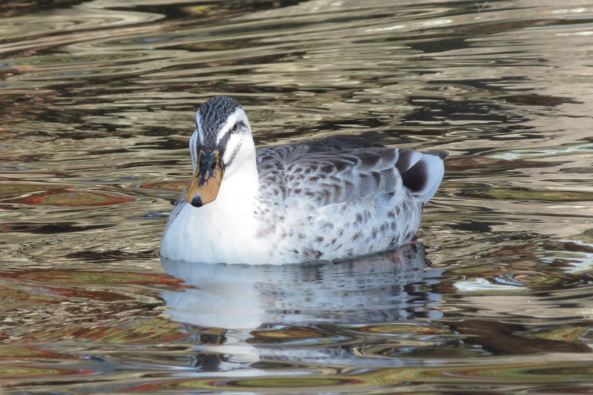 カルガモ - ML645639187