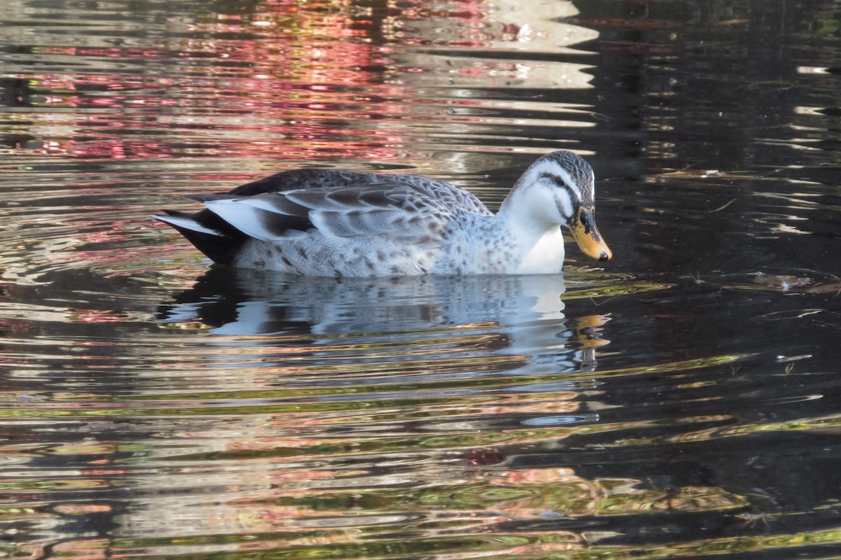 カルガモ - ML645639188