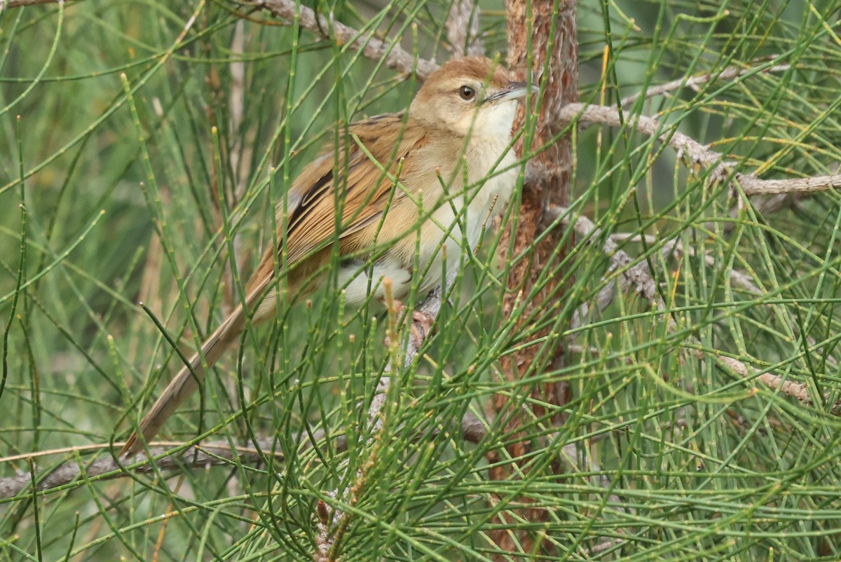 Tawny Grassbird - ML645639189