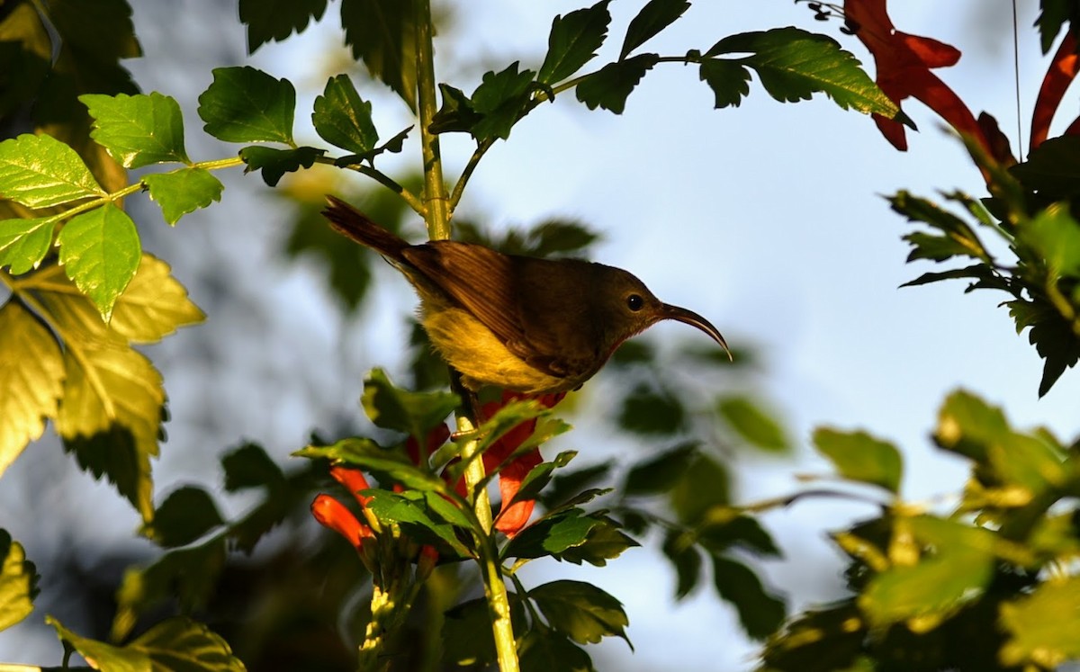 Black-throated Sunbird - ML645639190
