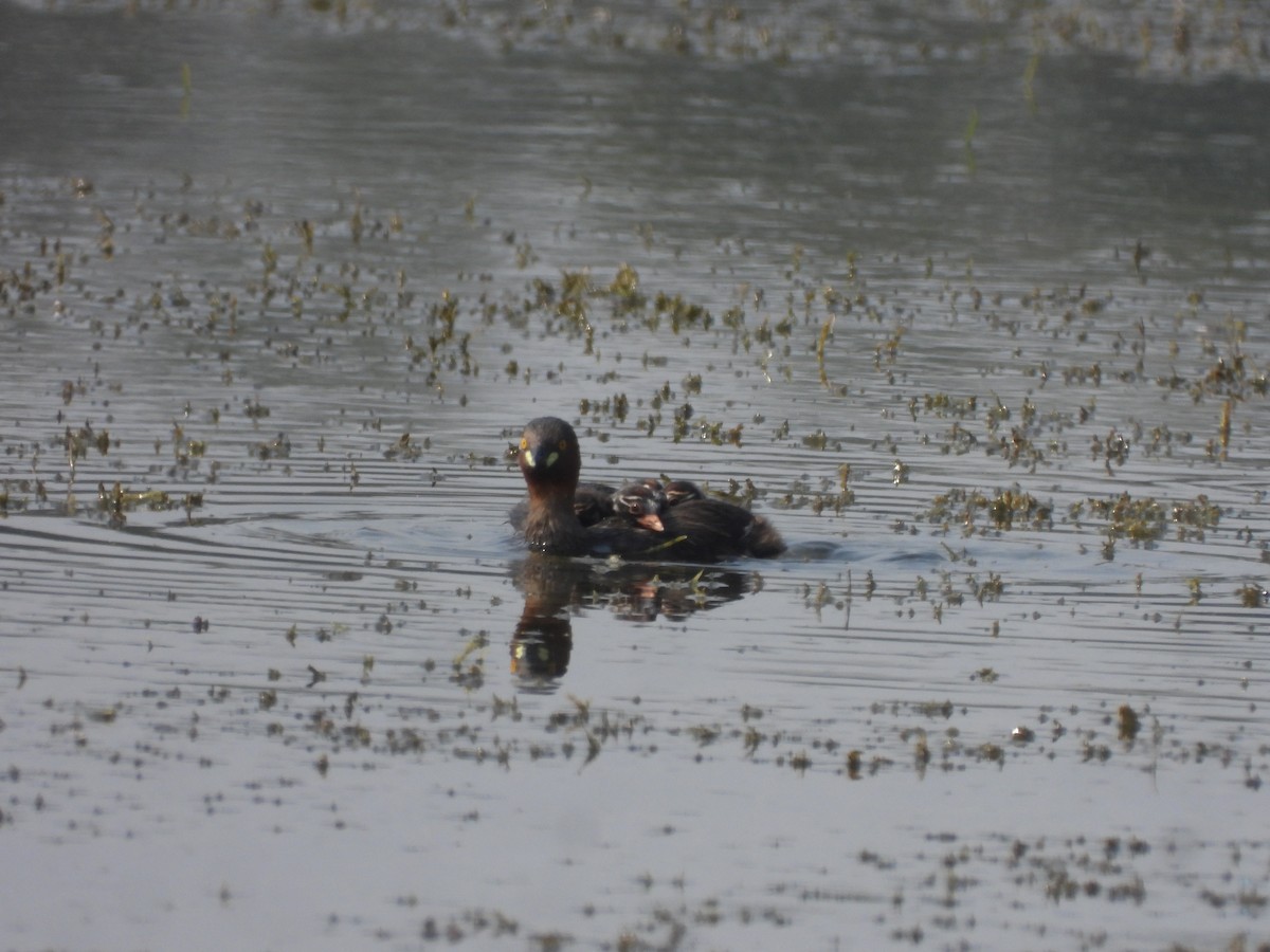 小鸊鷉 - ML645639191