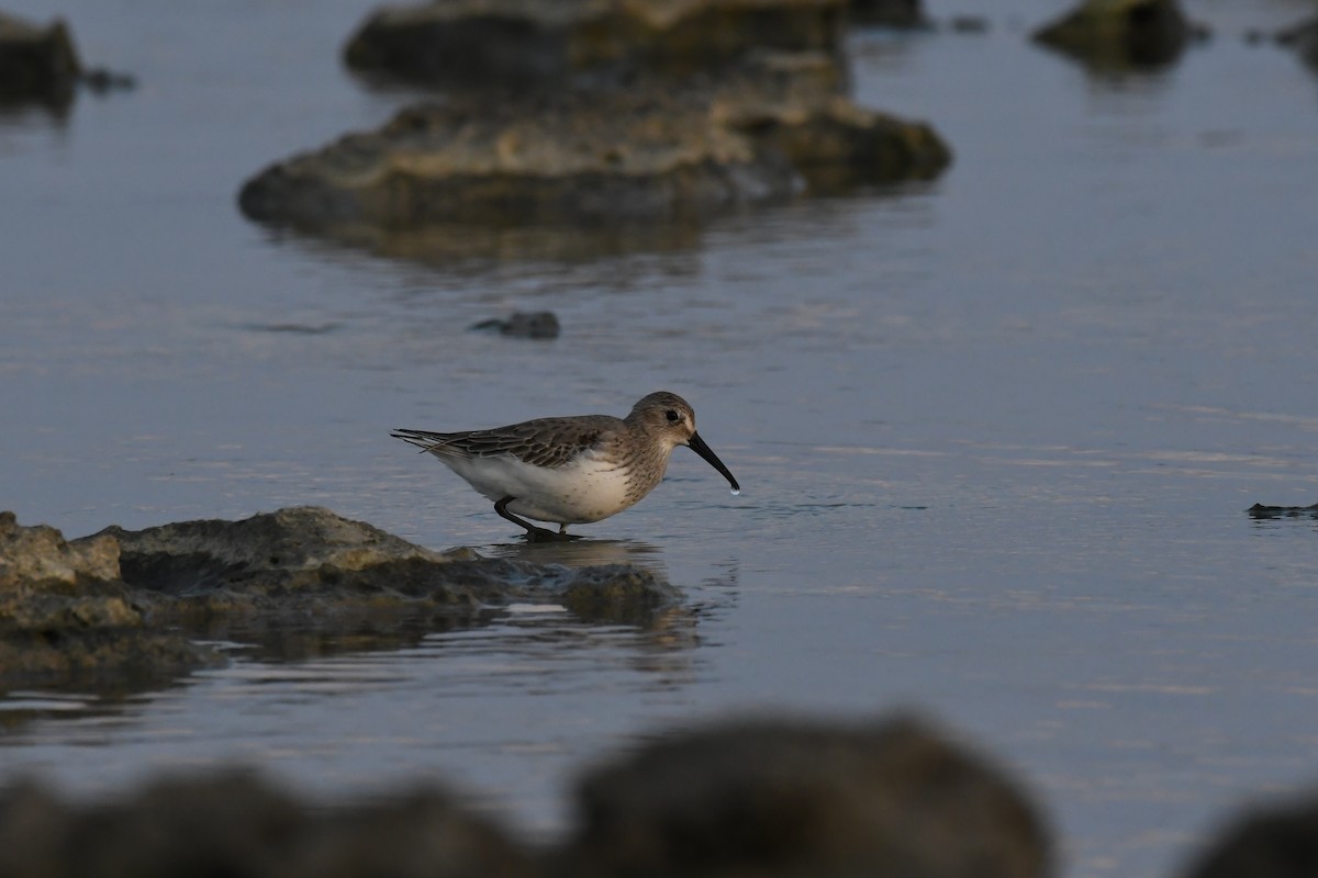 黑腹濱鷸 - ML645639192