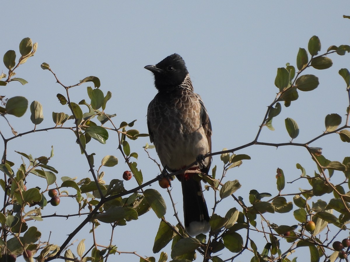 Red-vented Bulbul - ML645639193