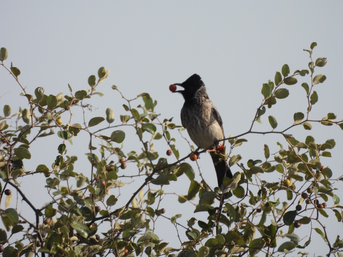 Red-vented Bulbul - ML645639194