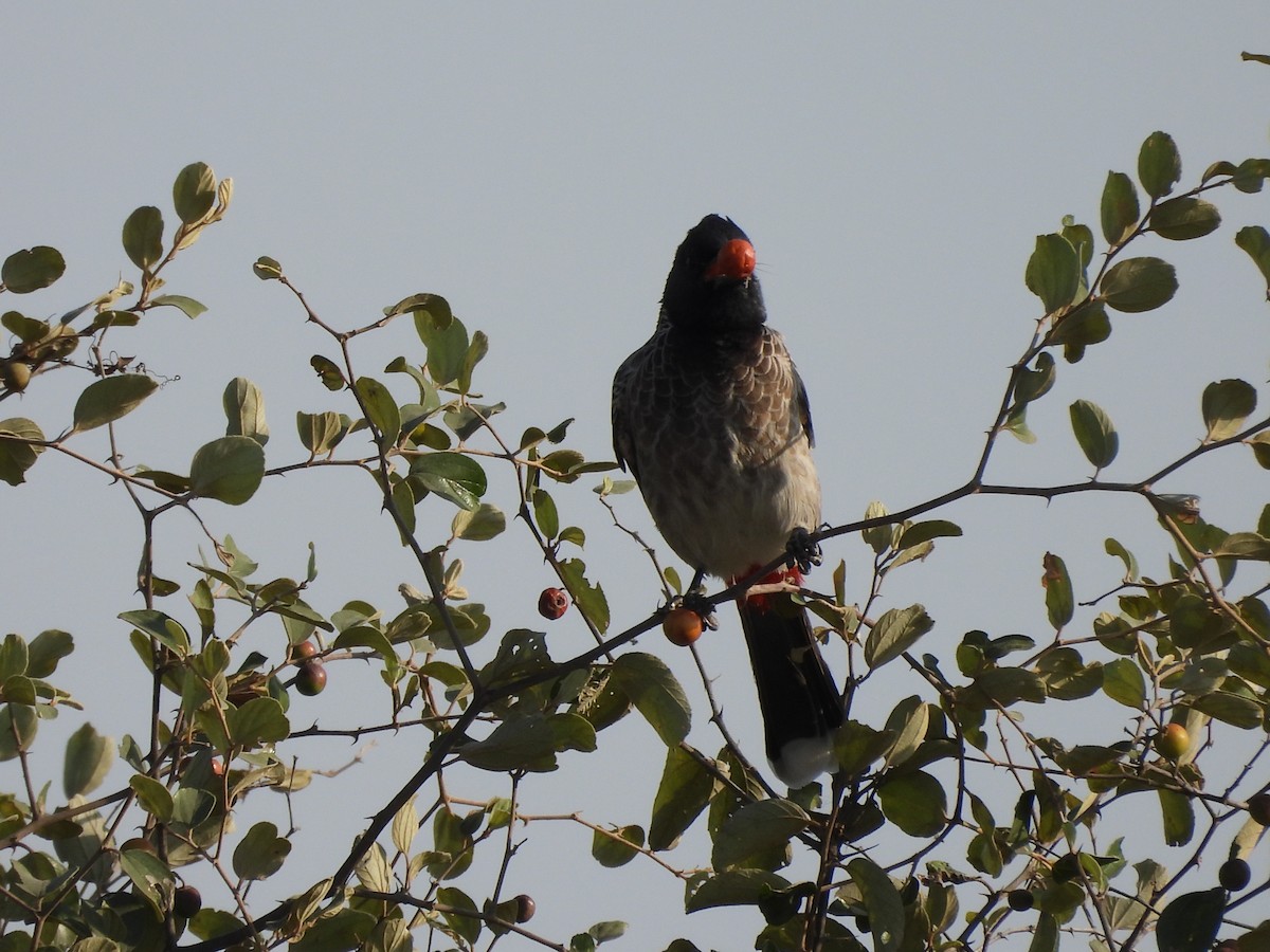 Red-vented Bulbul - ML645639195