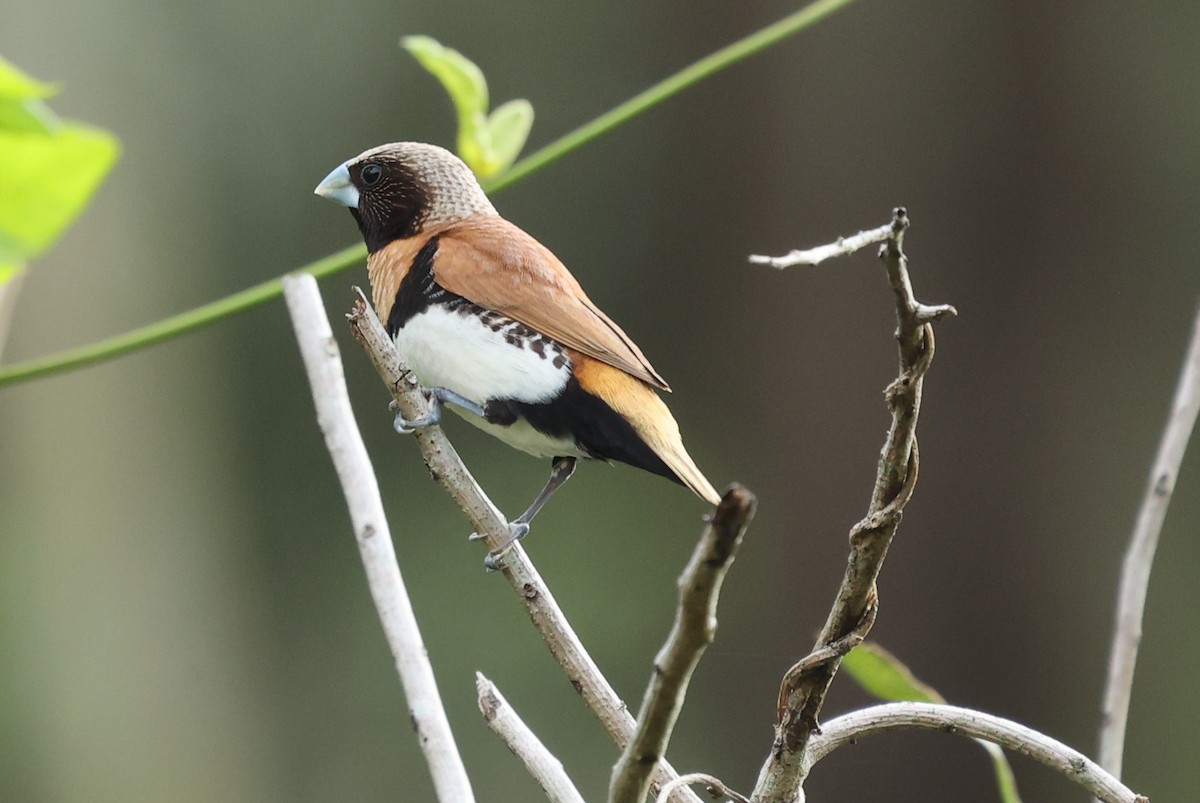 Chestnut-breasted Munia - ML645639196