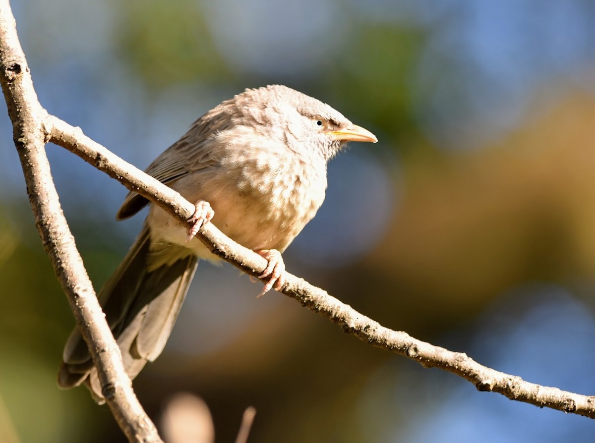 Jungle Babbler - ML645639197