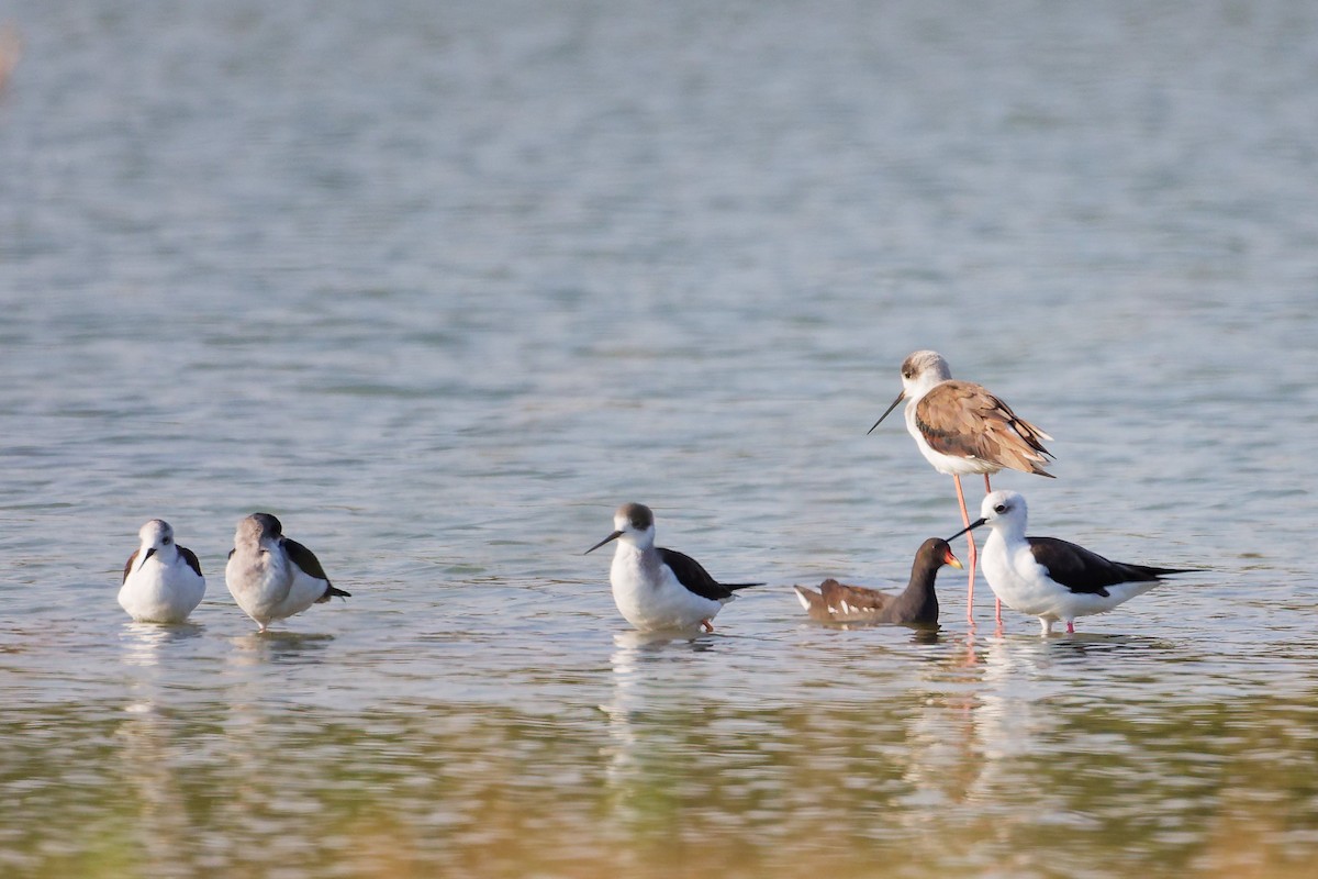 高蹺鴴 - ML645639198