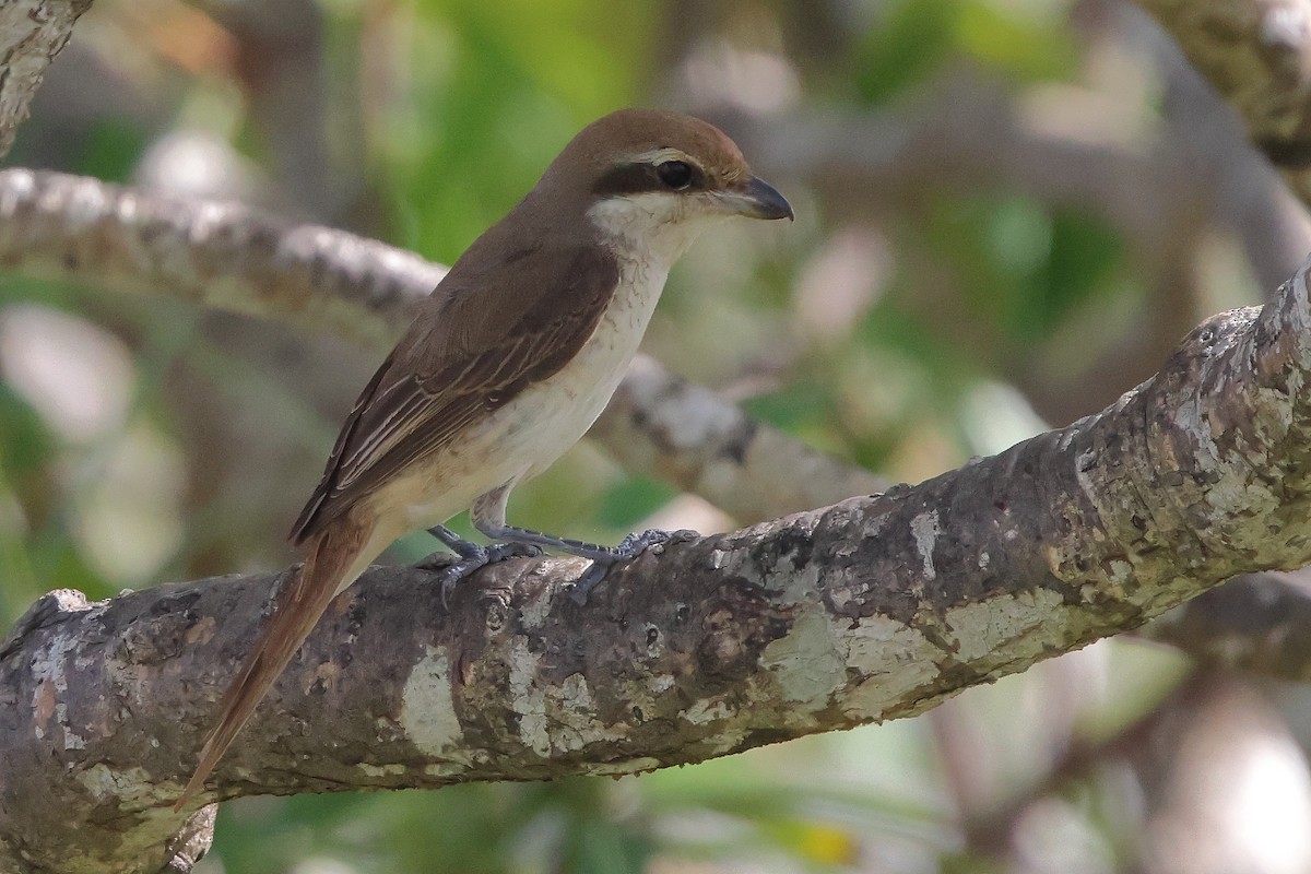 紅尾伯勞 - ML645639199