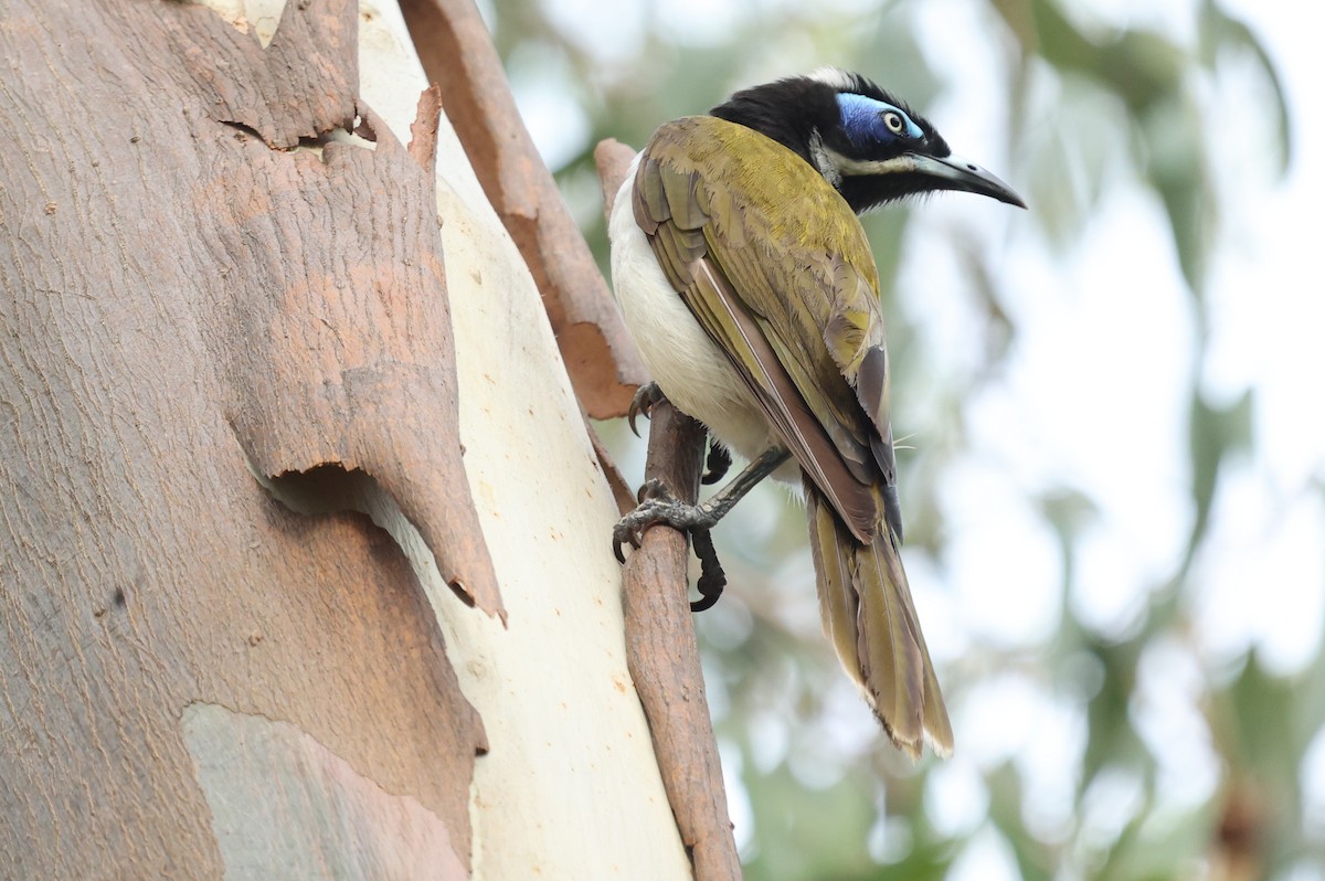 Blue-faced Honeyeater - ML645639200