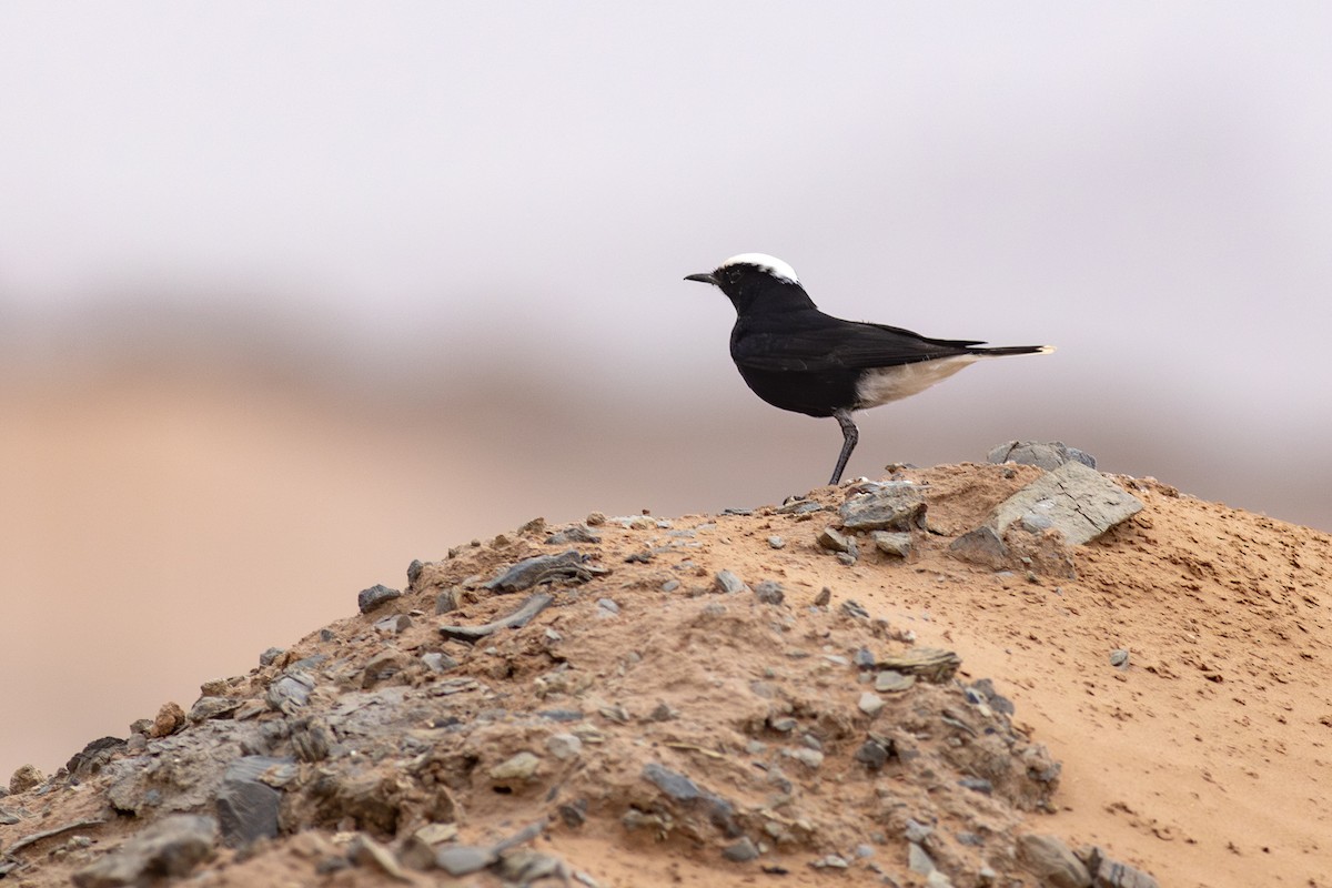 White-crowned Wheatear - ML645639201